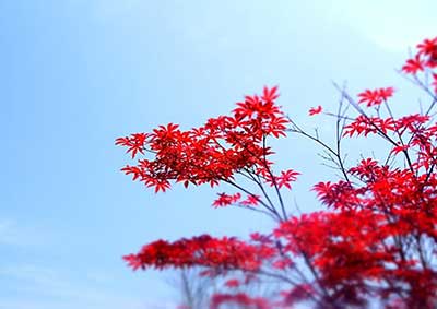 萬般愁緒，唯獨(dú)情字最無解